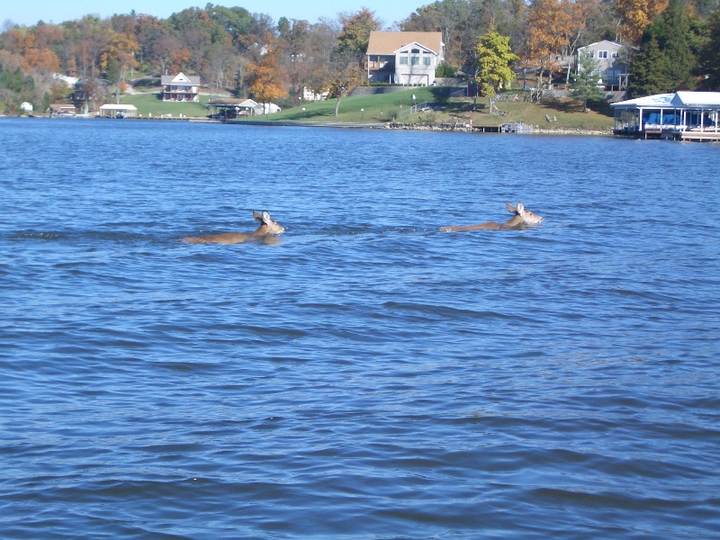 deer swimming